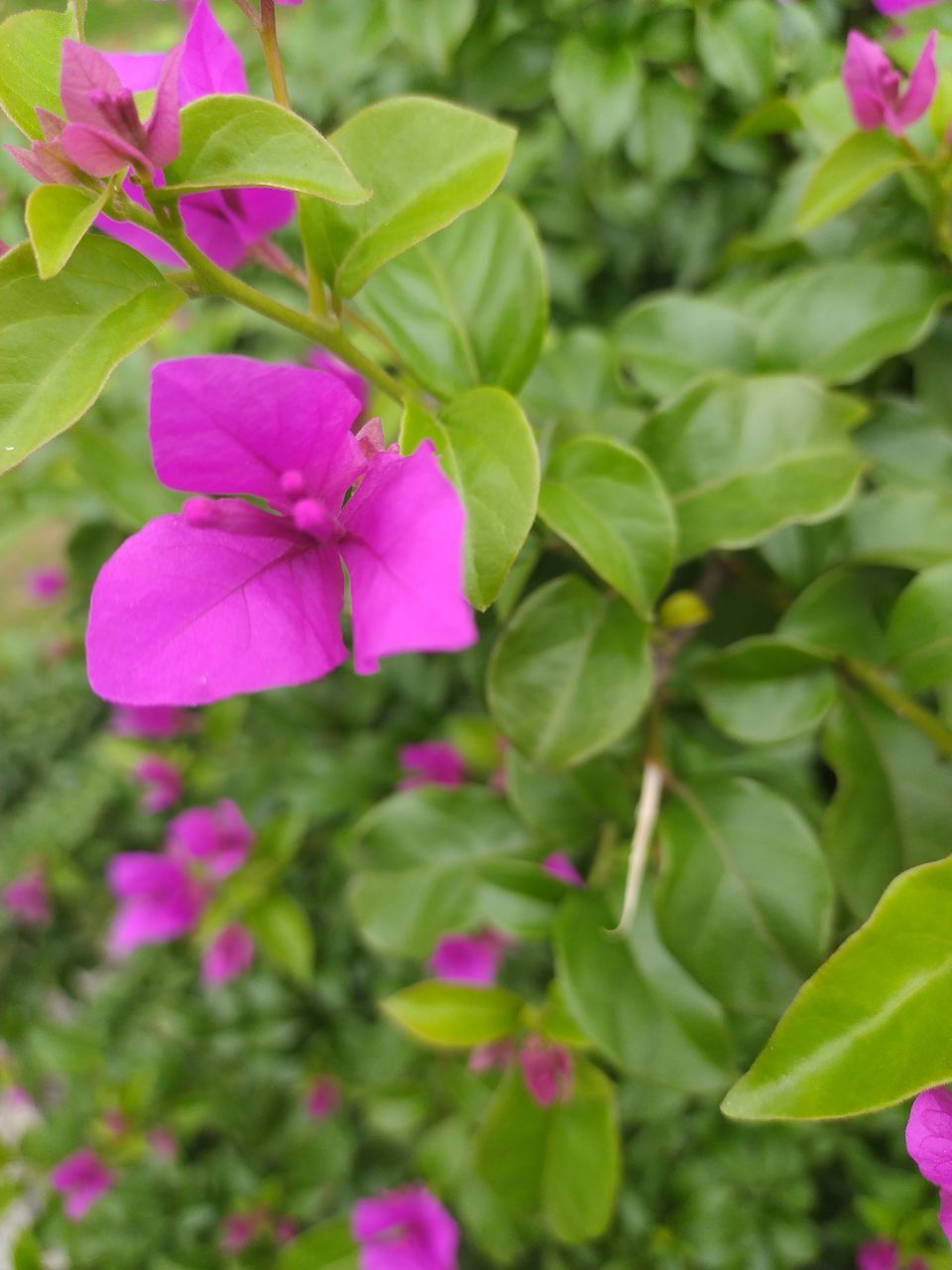 CLOSE-UP OF PURPLE FLOWERING PLANT