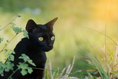 Close-up of black cat on field