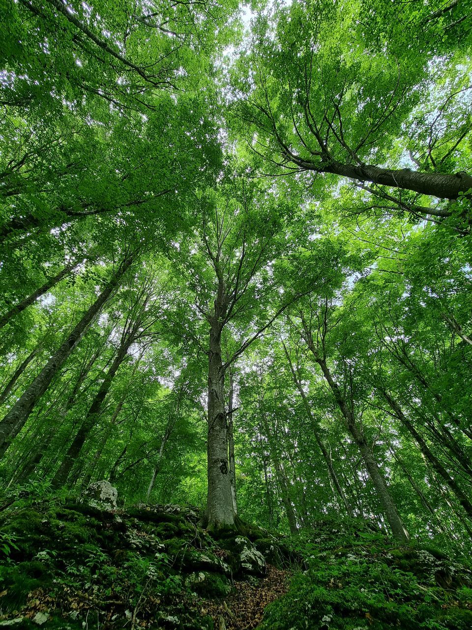 LOW ANGLE VIEW OF BAMBOO TREES