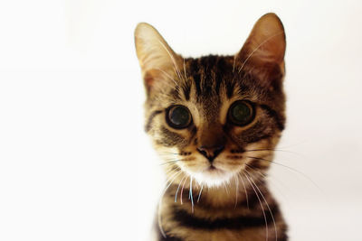 Close-up portrait of cat