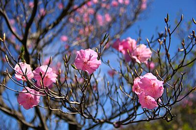 Close-up of pink cherry blossoms in spring