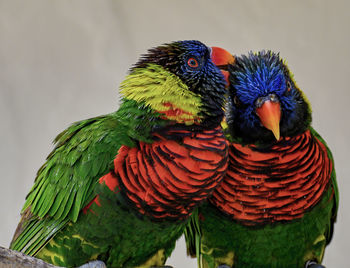 Close-up of parrot perching on leaf