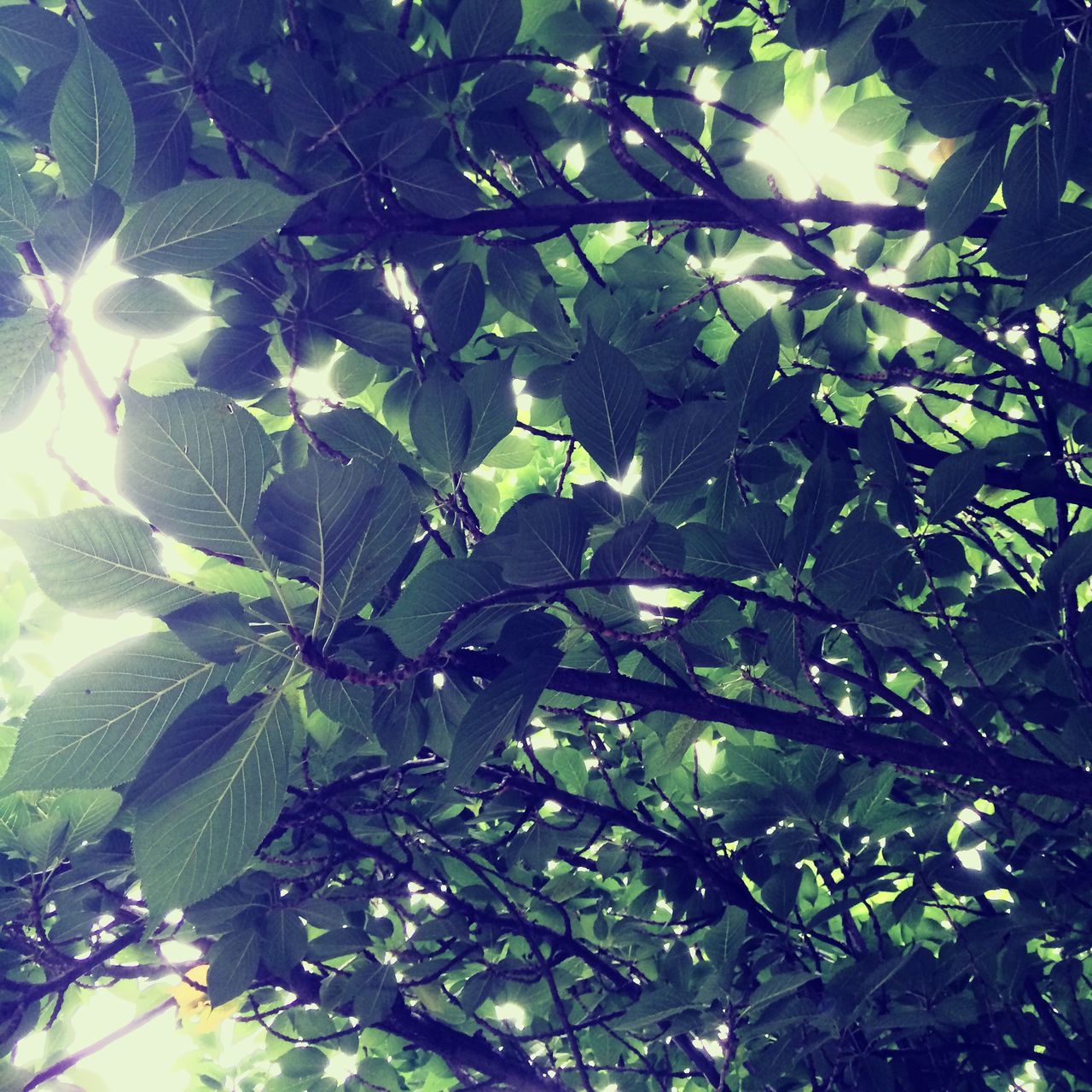 leaf, branch, growth, tree, green color, low angle view, nature, full frame, backgrounds, beauty in nature, close-up, plant, day, tranquility, outdoors, no people, sunlight, natural pattern, leaves, freshness