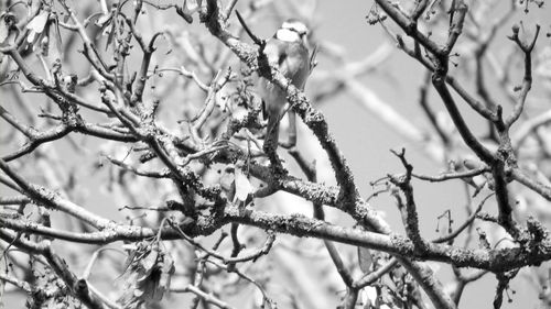 Low angle view of bird perching on bare tree