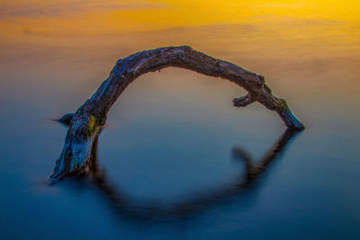 Old driftwood in the wannsee lake near berlin