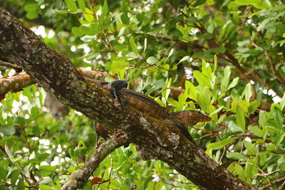 Close-up of bird perching on tree