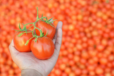 Cropped hand of person holding red tomatoes at farm