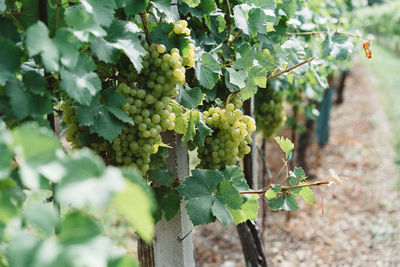Close-up of grapes growing in vineyard