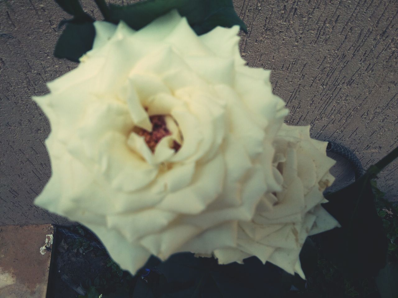 white color, high angle view, indoors, close-up, freshness, still life, white, no people, flower, petal, table, day, softness, food, food and drink, paper, sweet food, fragility, rose - flower, flower head