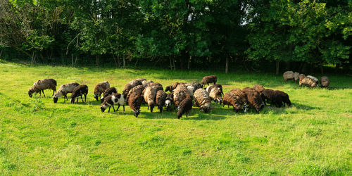 Sheeps grazing in a field