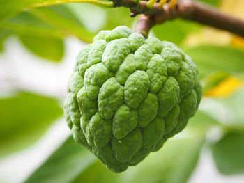 Close-up of fresh green plant