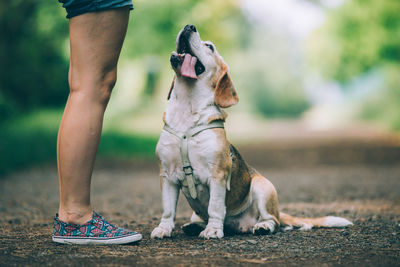 Low section of people with dog