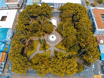 Yellow flowering plants by building