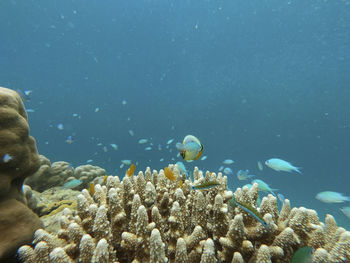 Small yellow fish in coral reef under blue sea at surin island, andaman sea