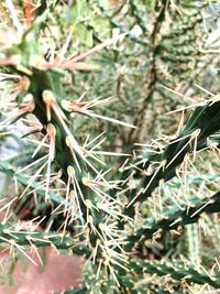 Close-up of plant growing on tree