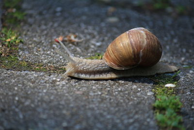 Close-up of snail on road