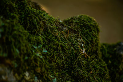 Close-up of pine cones on moss covered tree