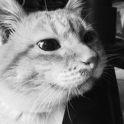 Close-up of cat