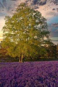 Scenic view of flowering trees on field against sky