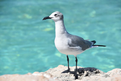 Fantastic laughing gull bird along the coast in the carribean.