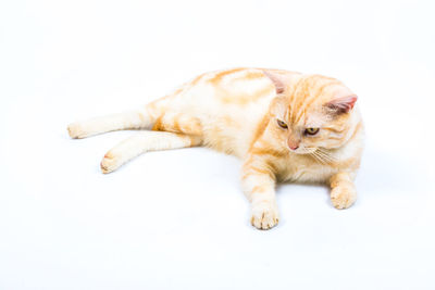 Close-up of a cat lying on white background