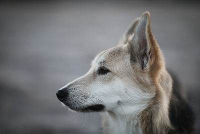 Close-up of dog looking away