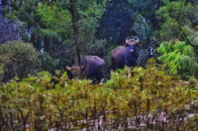 Indian guar in the forest of kodaikanal