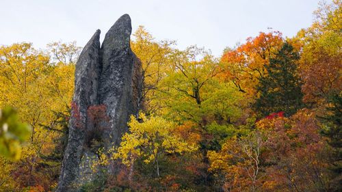 Trees in forest against sky during autumn