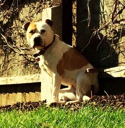 Sheep grazing on grassy field