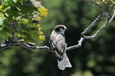 Close-up of bird perching on branch
