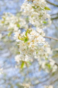 Close-up of cherry blossoms on tree