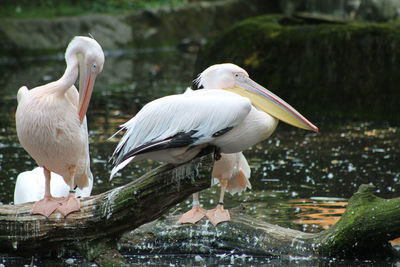 Close-up of gray heron perching on riverbank