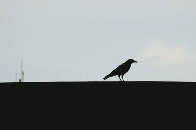 Silhouette bird perching on pole against clear sky