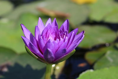 Close-up of lotus water lily in pond