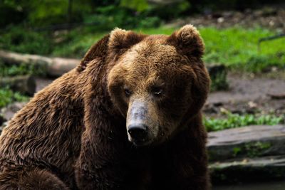 Close-up portrait of bear