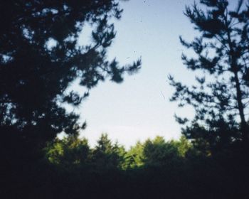 Low angle view of silhouette trees against sky