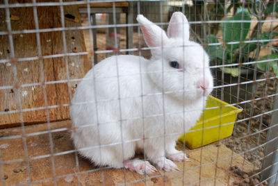 White cat in cage