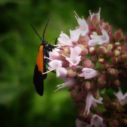 Close-up of insect on pink flower