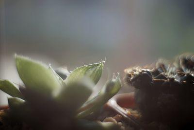 Close-up of succulent plant