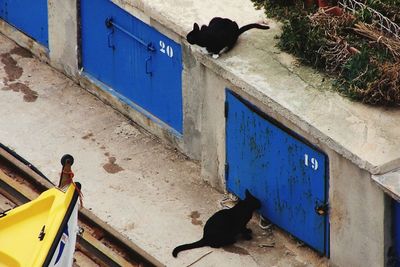 Cat on wall