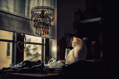 Cat sitting on table at home