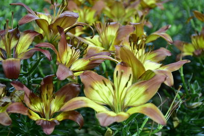 Close-up of yellow flowering plants