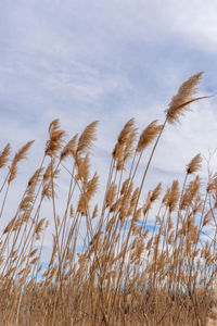 Low angle view of tall grass blowing in the wind