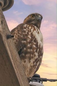 Close-up of hawk perching on wood against sky