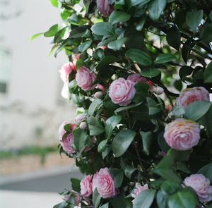 Close-up of pink roses growing on plant