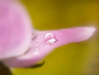 Extreme close-up of water drop of pink petal