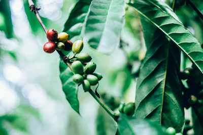 Close-up of coffee berries growing on tree branch