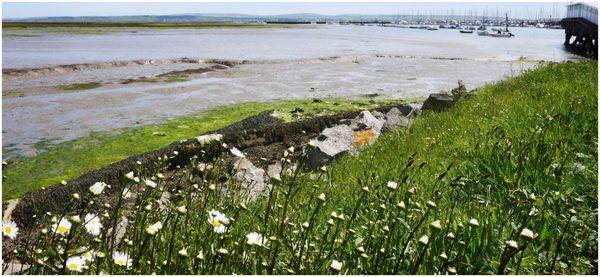 Plants growing on riverbank