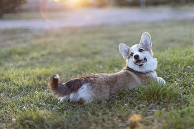 Portrait of dog relaxing on field