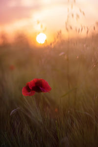 Close-up of red poppy flower on field